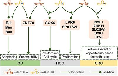 miR-1269a and miR-1269b: Emerging Carcinogenic Genes of the miR-1269 Family